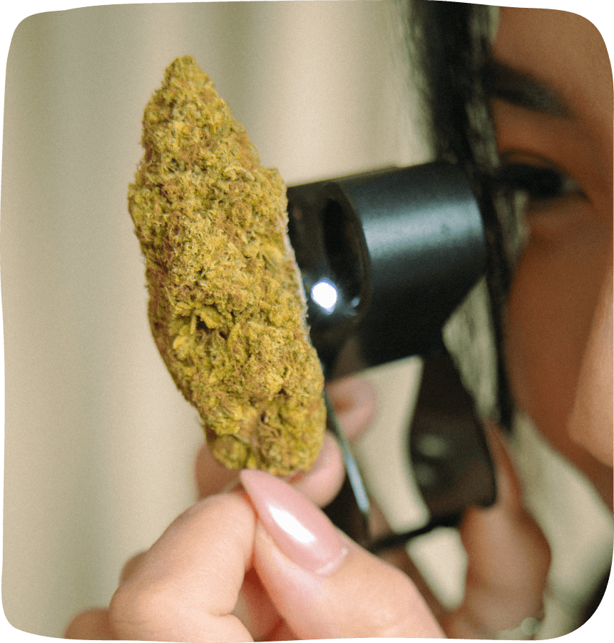 A large cannabis bud being held up towards a magnifying glass as Anna the Cannabinista gazes through it at the trichomes and outside of the bud.